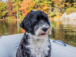 black and white Portugese water dog on a boat