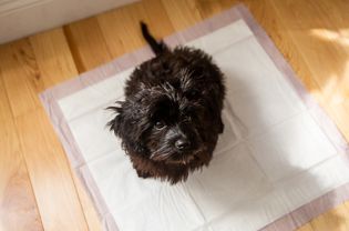 Black puppy sitting on a potty training pad