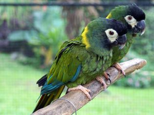 Yellow-Collared Macaws