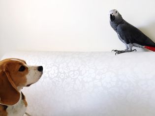 Puppy looking at bird perching on sofa