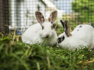 Rabbits in cage