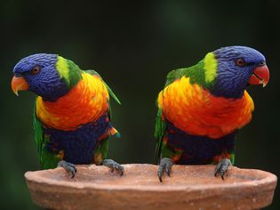 Rainbow lorikeets on a platform