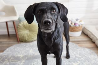 a mixed breed dog with something on his mind