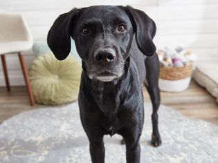 a mixed breed dog with something on his mind