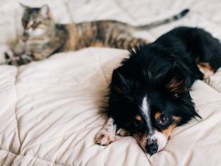 Black, brown and white dog laying on bed cover next to brown and black cat
