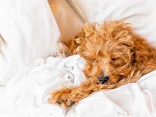 Light brown fluffy dog sleeping in next of blankets and pillows on bed
