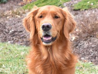 Golden retriever with red-tinted coat sitting outside closeup