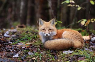 Resting Fox