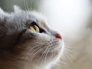 Tabby & White cat profile