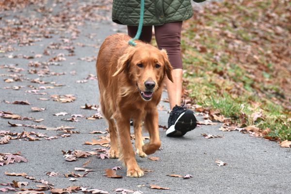Owner walking her dog on a path