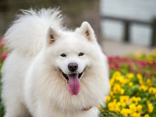 Samoyed standing by flowers