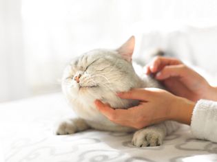 Scratching head of grey fat cat lying on sofa