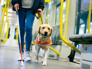 yellow labrador retriever guide dog leads blind person with cane through train compartment
