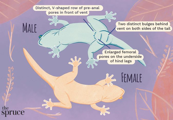 How to sex your pet gecko