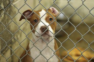 cute little puppy awaiting adoption