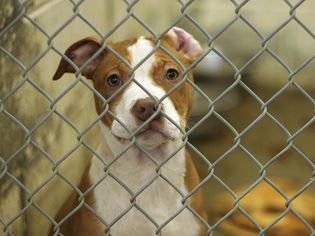 cute little puppy awaiting adoption