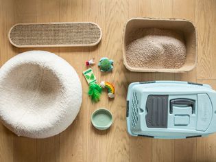 Cat food materials, bedding, toys and crate organized on wooden floor
