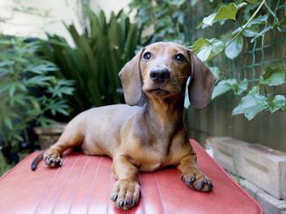 Brown short-haired dachshund dog laying on red leather surface