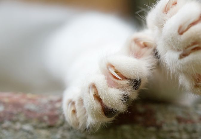 close up of cat claws; should you declaw your cat?