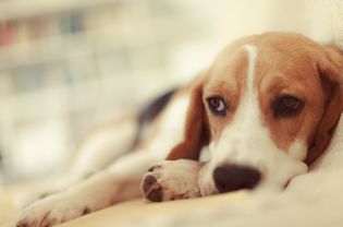 dog vomiting clear liquid