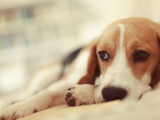 dog vomiting clear liquid