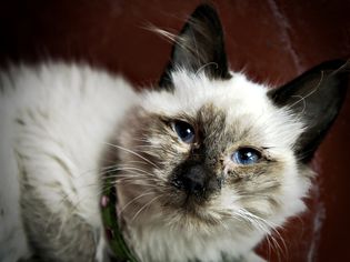 Sick cat