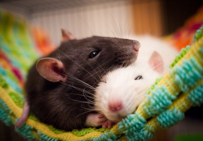 Sleeping rats