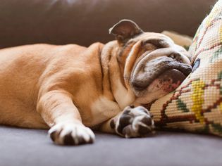bulldog sleeping on a couch