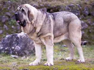 Spanish mastiff standing in rocky terrain