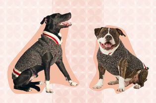 Dogs wearing Chilly Dog Boyfriend Dog Sweaters collaged against pink patterned background