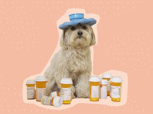 dog with an icepack on its head surrounded by medication bottles on a pink background