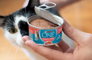 Hand holding an opened can of Purina ONE Healthy Kitten Wet Food next to a cat 