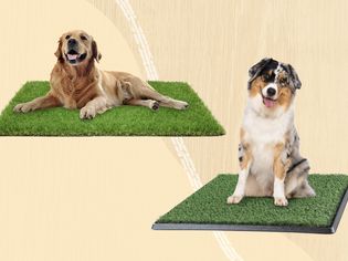 Two dogs sitting on artificial grass on a yellow background