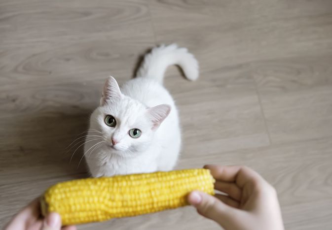 Hands hold corncob above sitting white cat