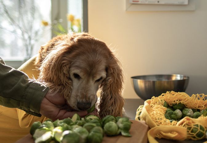 a man cuts brussels sprouts in the kitchen with his red dog