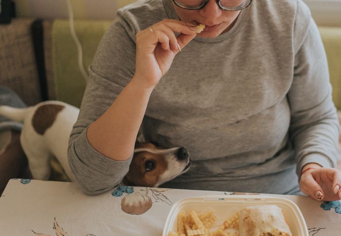 Young woman with eyeglasses is eating fast food at home while small rat terrier tries to steal a bite