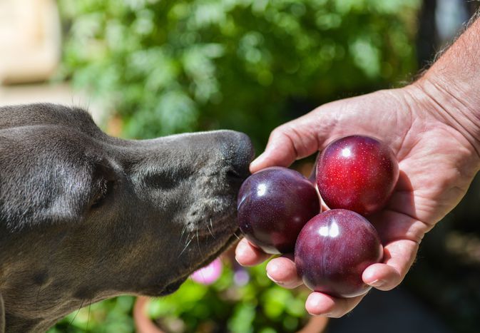 grey hound sniffing at three purple plums in a human's outstretched hand