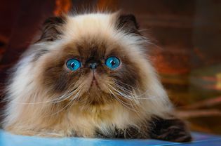 close up of flat faced cat with blue eyes and tank and brown fur