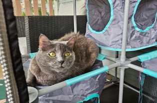 The cat sits on the Kitty City Outdoor Mega Kit and looks outside.