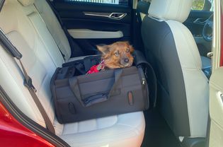 Dog sticking its head out of Diggs Passenger Travel Carrier in car