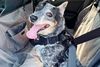 Dog strapped into EzyDog Drive Dog Car Harness in car