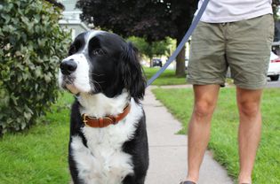 A fluffy dog outdoors, wearing the Soft Touch Padded Leather Dog Collar