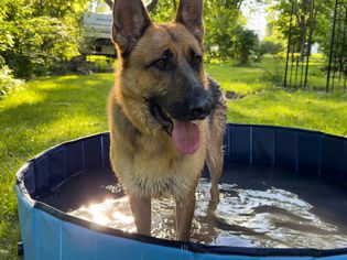 A dog standing in the Jasonwell Foldable Dog Pet Bath Pool