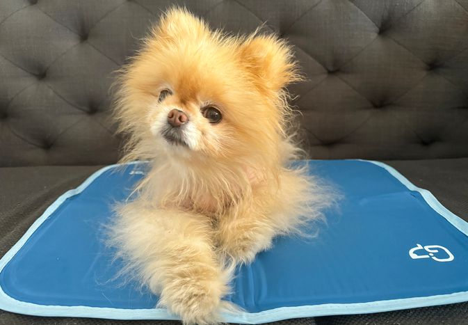 Green Pet Cool Pet Pad