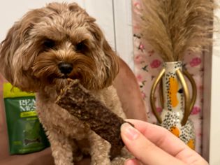 dog enjoying REAL MESA Beef Kabobs Dog Jerky Treat