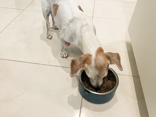 Chiweenie eats The Farmers Dog