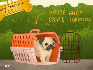 Dog Training 101