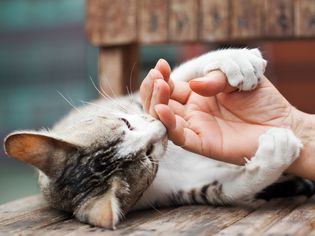 cat claws