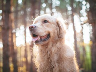 Senior dog