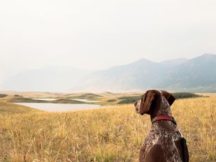 A German Pointer on a mountainside hike